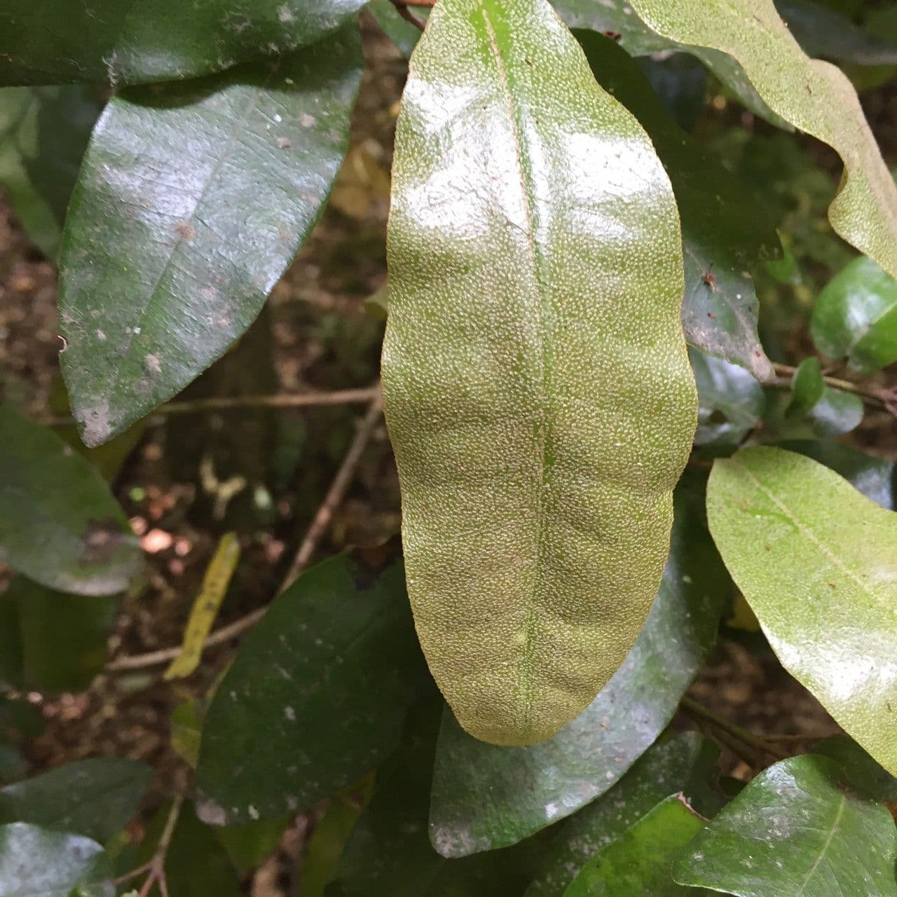 Aextoxicon punctatum 2