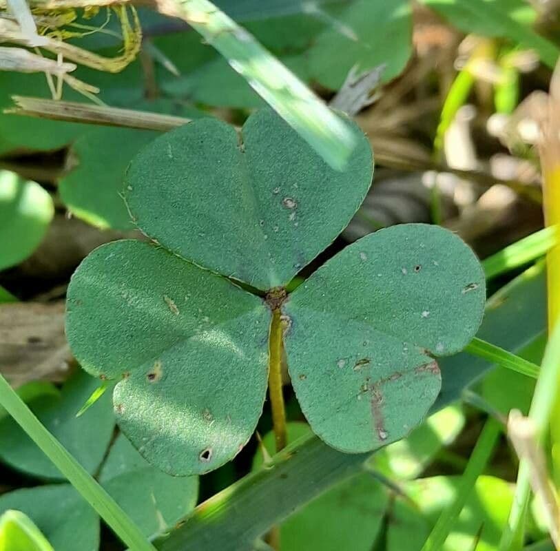 Acetosa 10