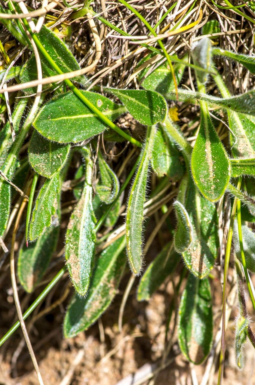 Biscutella arvernensis 15