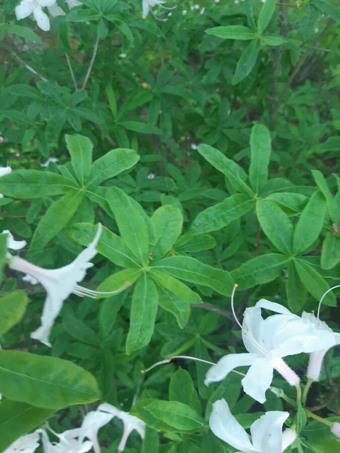 Azalea dolce 12