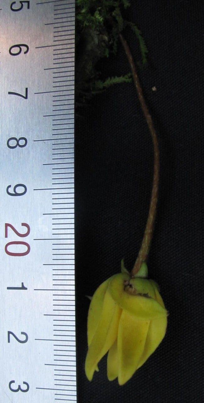 Desmopsis 2