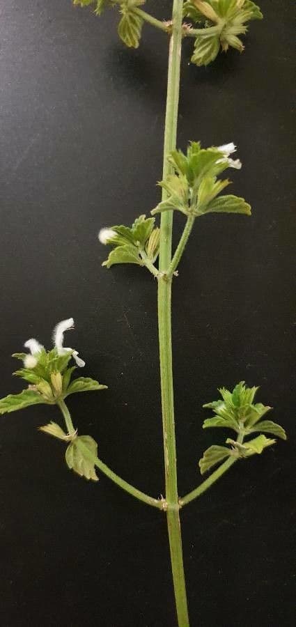 Leucas glabrata 16