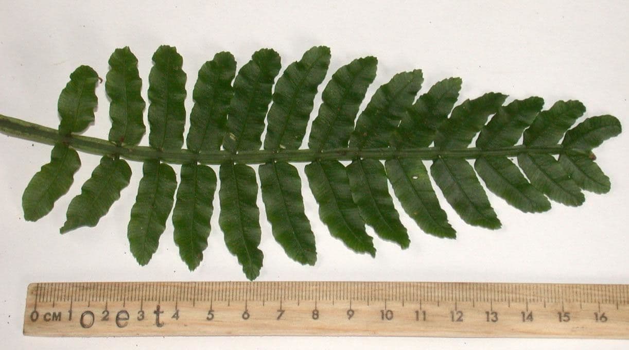 Danaea 12