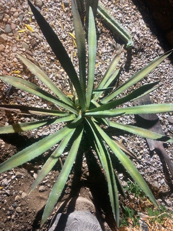Agave lechuguilla 17