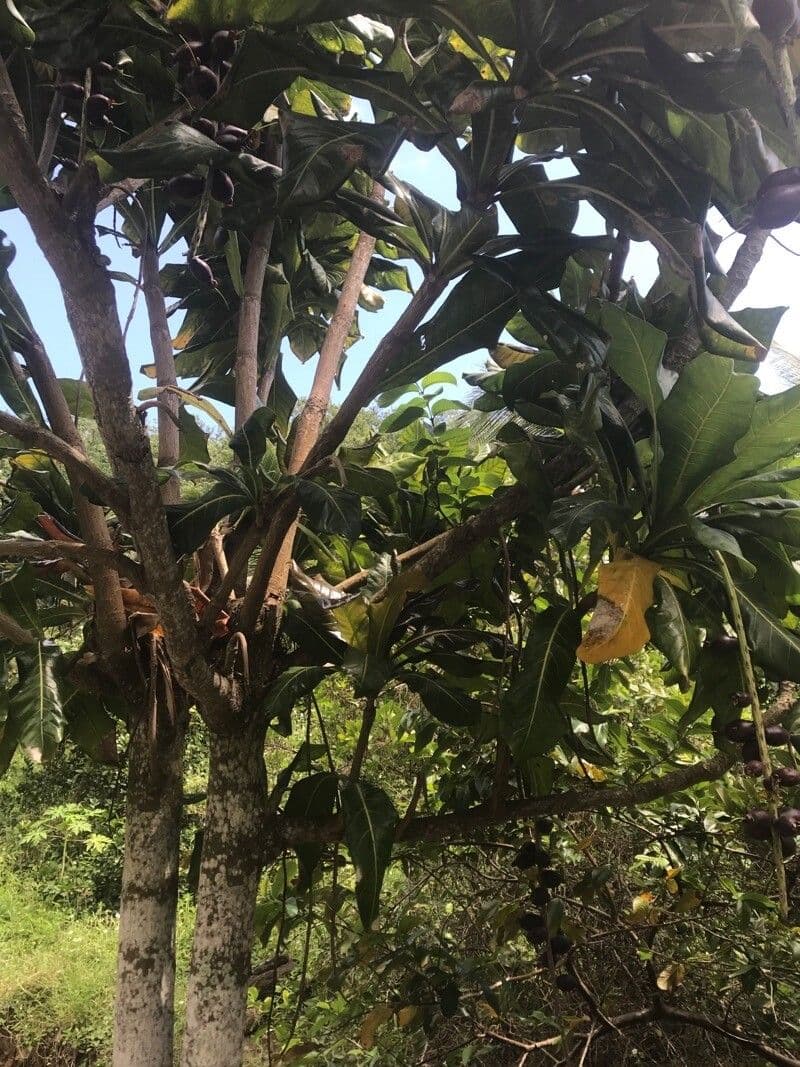 Barringtonia 4