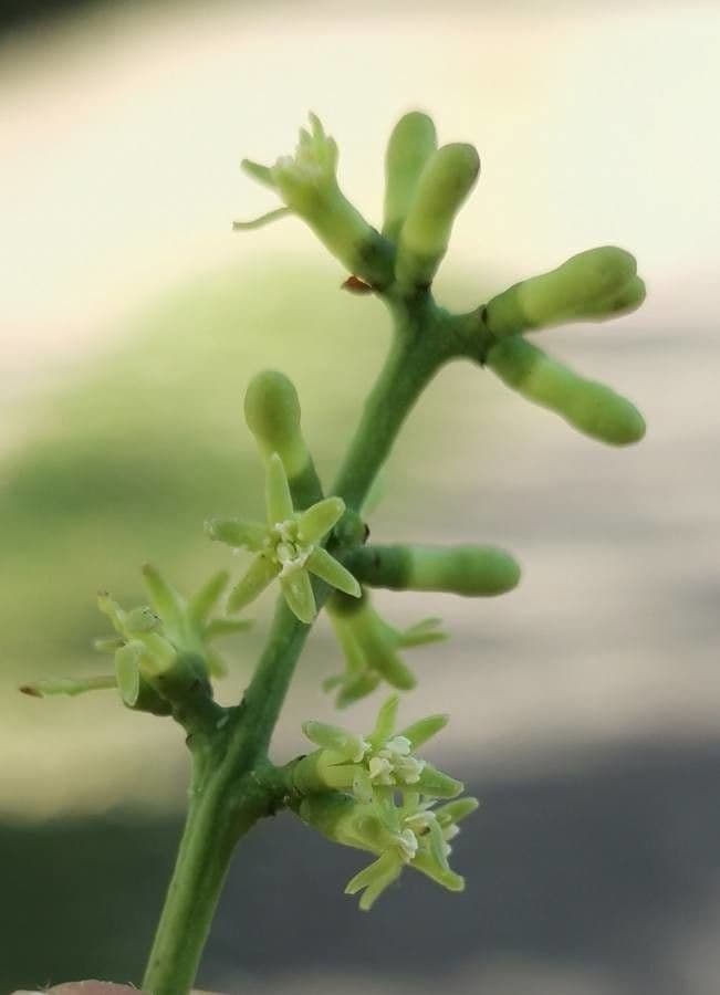 Struthanthus