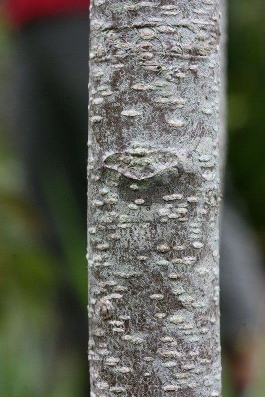 Doratoxylon apetalum 16
