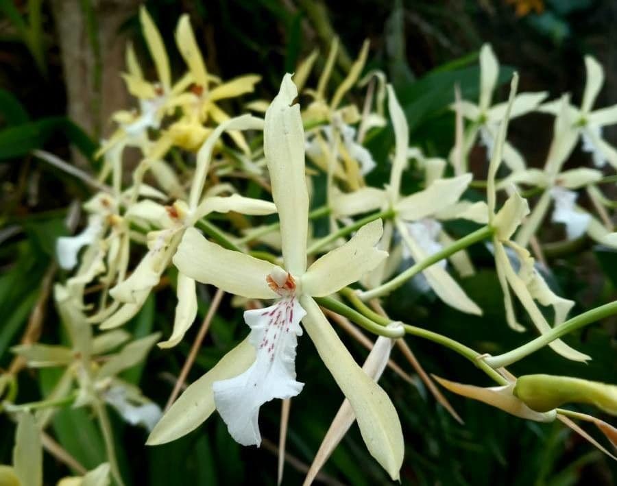 Miltonia 5