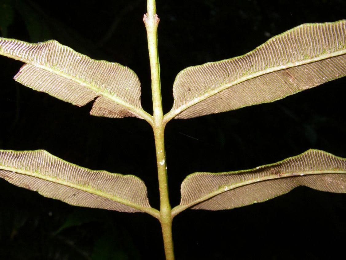 Danaea 3