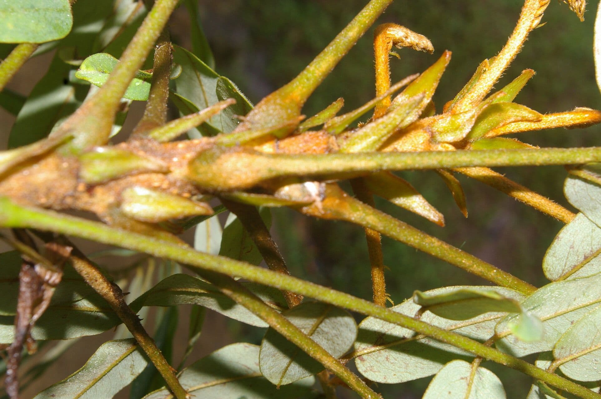 Hymenolobium mesoamericano 9
