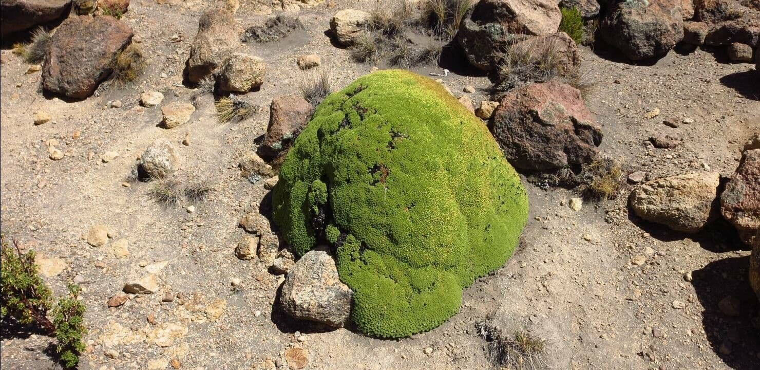 Azorella monanta 8