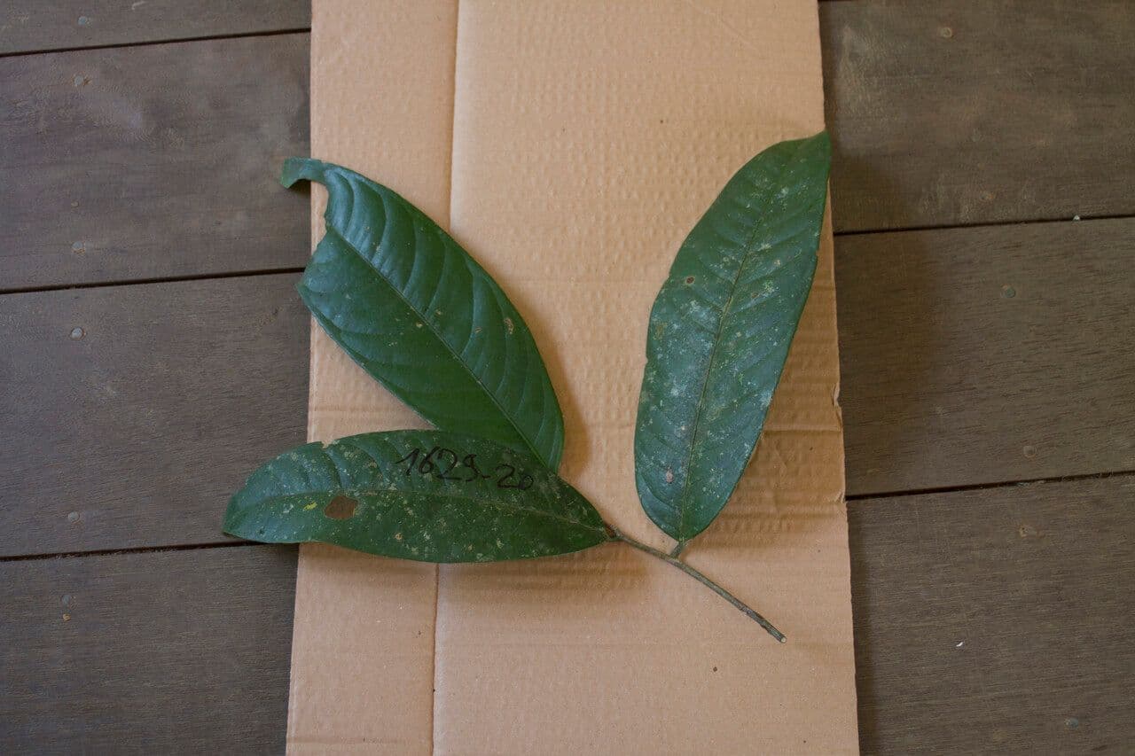 Eschweilera 2