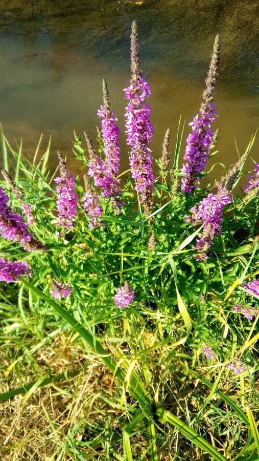 Salcerella comune 30