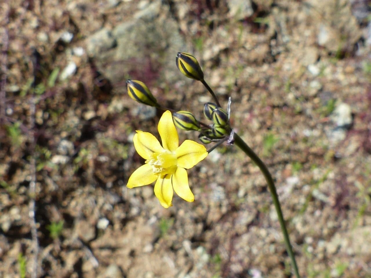 Triteleia 4