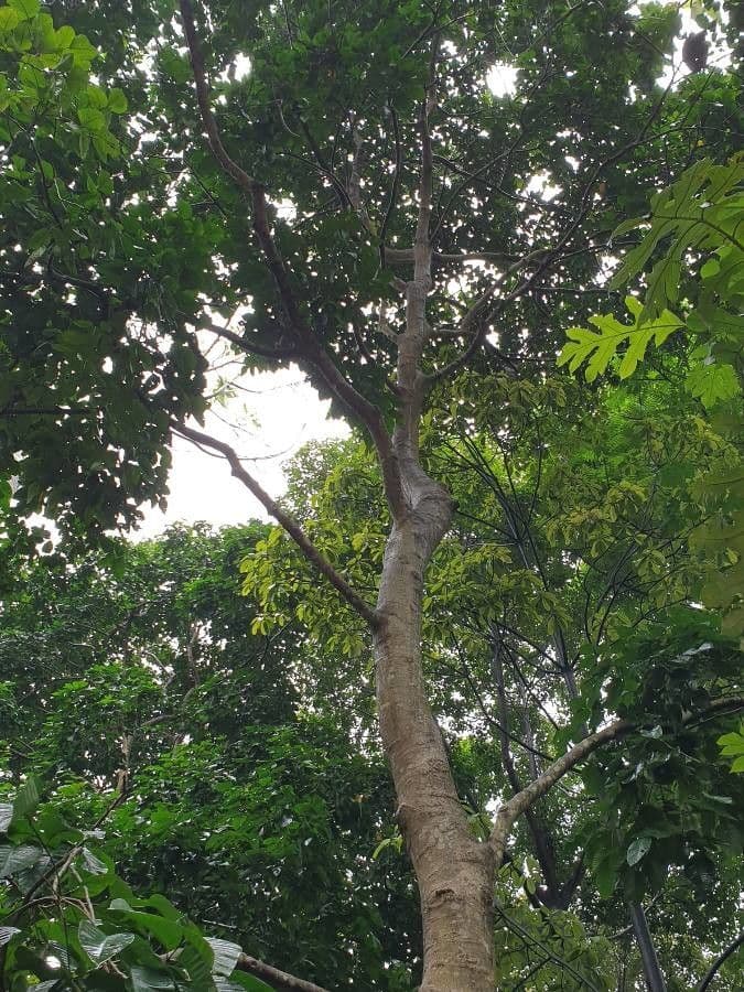 Santol 6