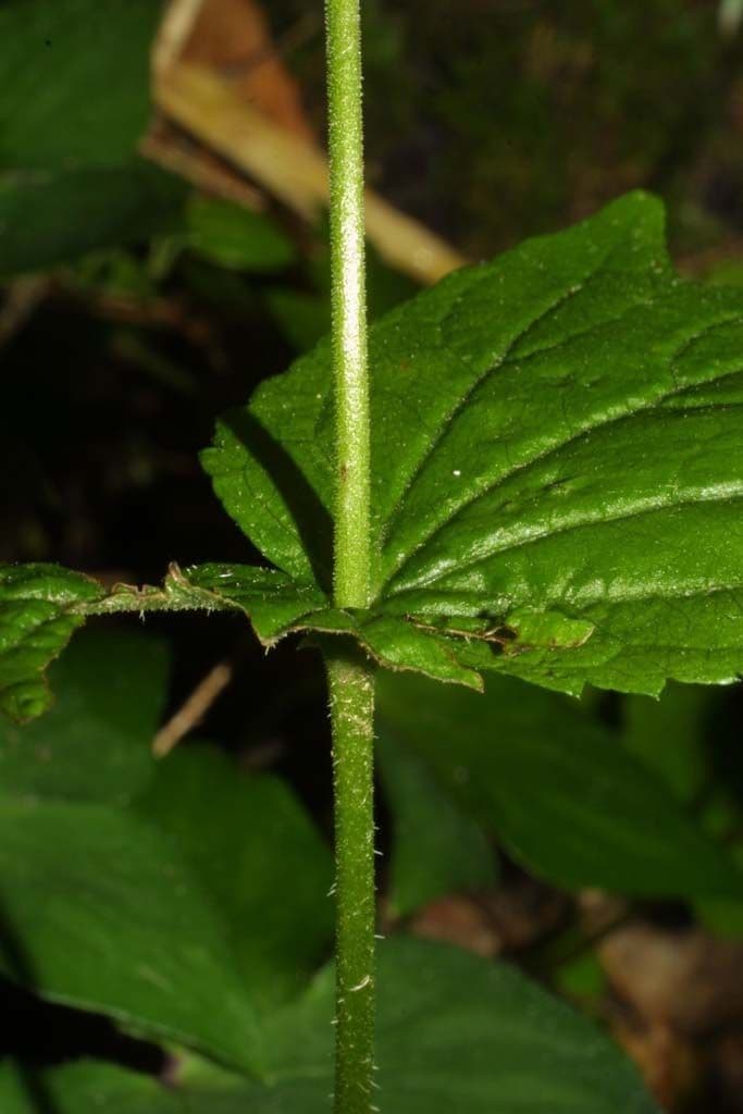Mitella diphylla 21