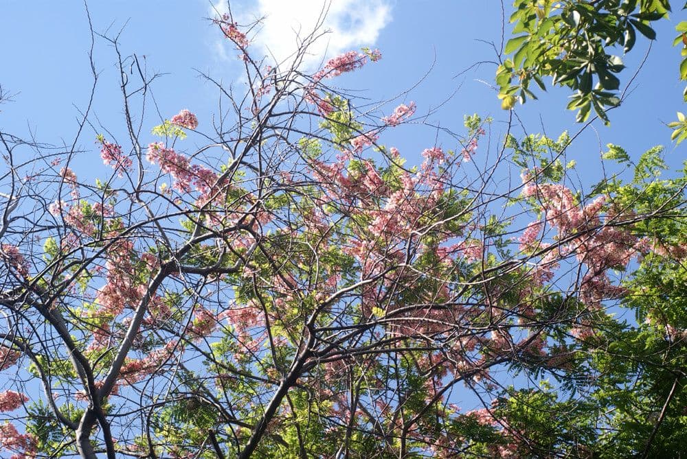Cassia de Java 26