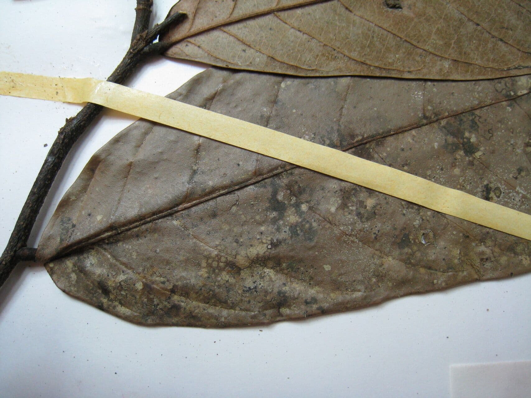 Unonopsis 4