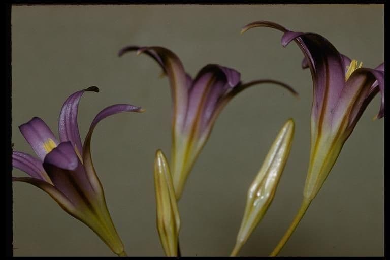 Brodiaea elegans 7