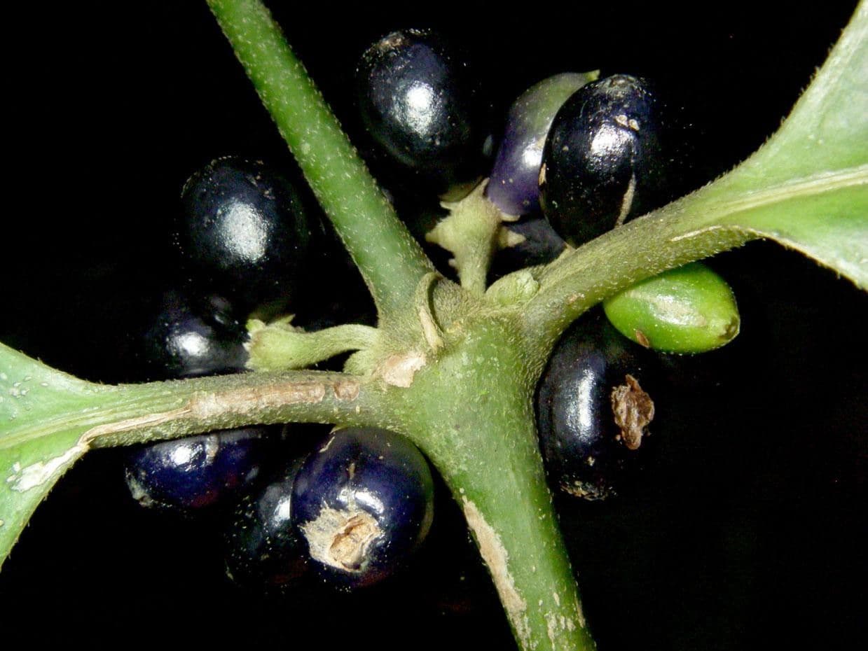 Ronabea latifolia
