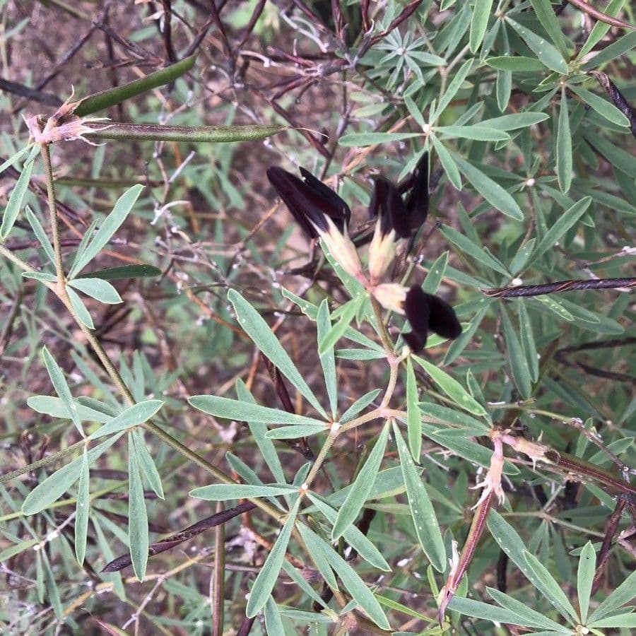 Jakobs-Hornklee 3
