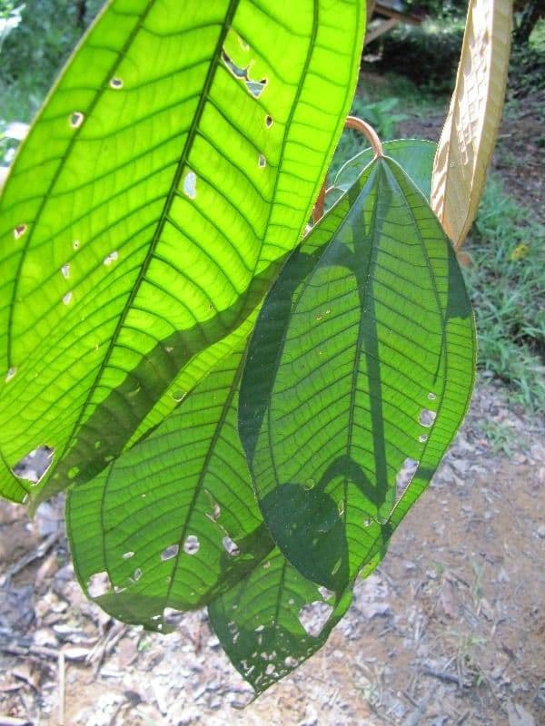 Miconia elata 8