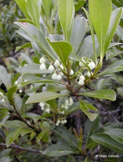 Elaeocarpus 8