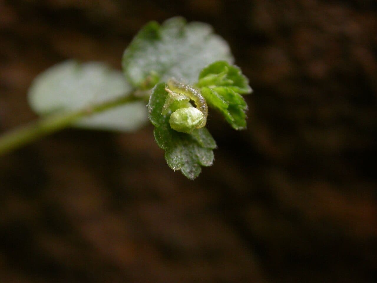 Elatostema obtusum 3
