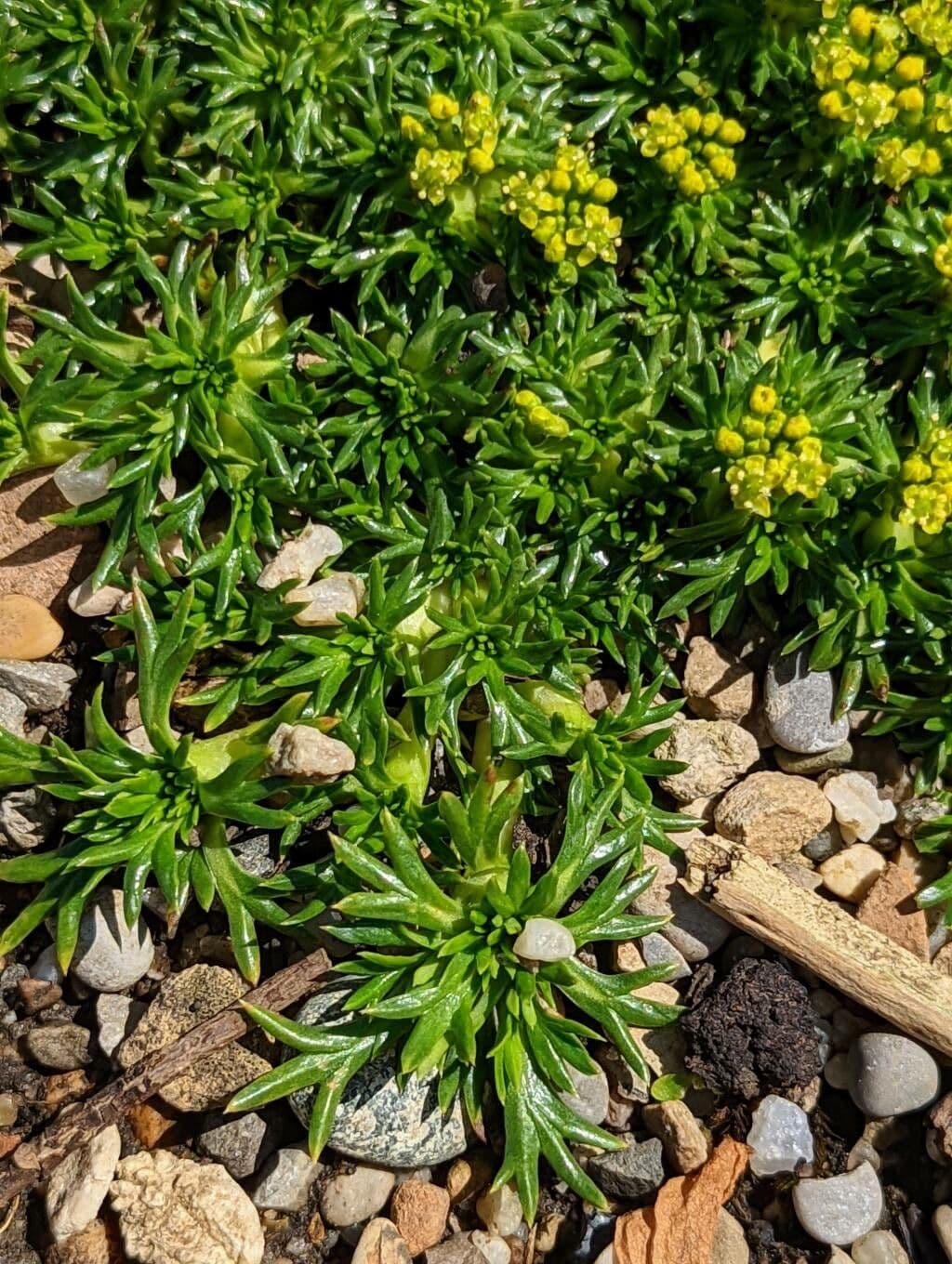 Azorella 14