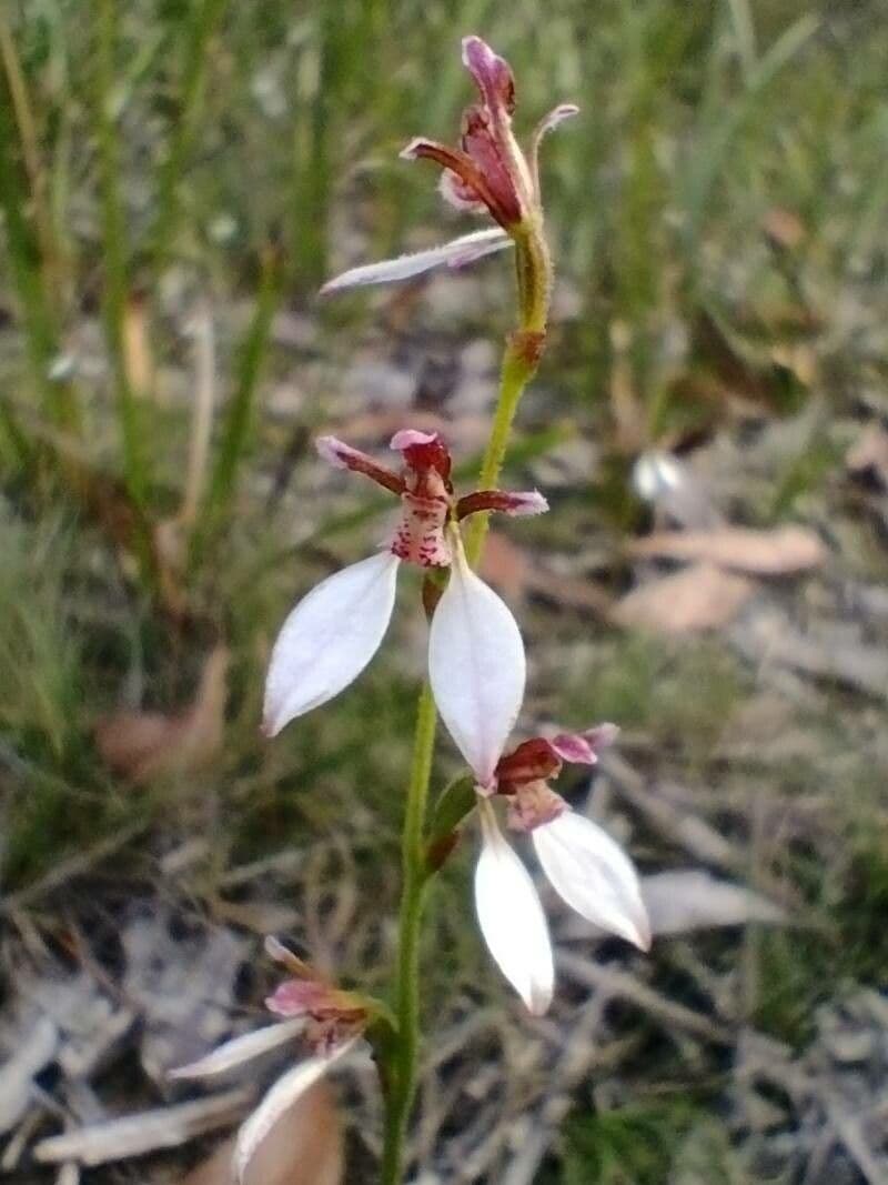 Eriochilus cucullatus