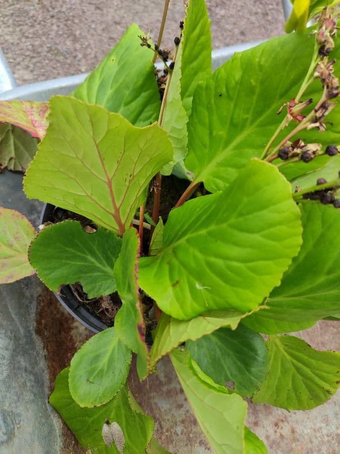 Bergenia cordifolia 2