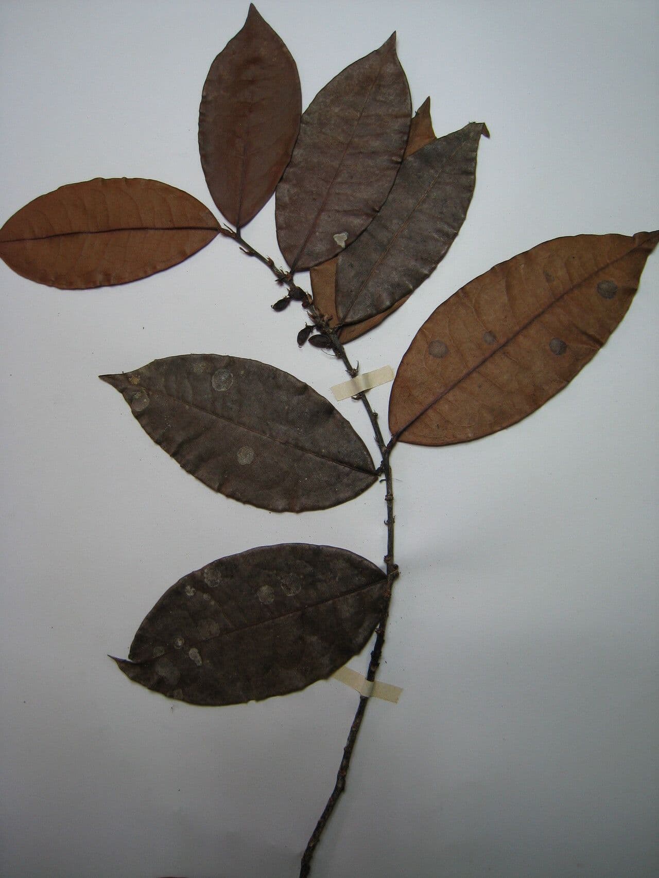 Erythroxylum citrifolium 10