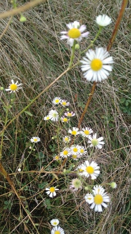 Boltonia asteroides 7