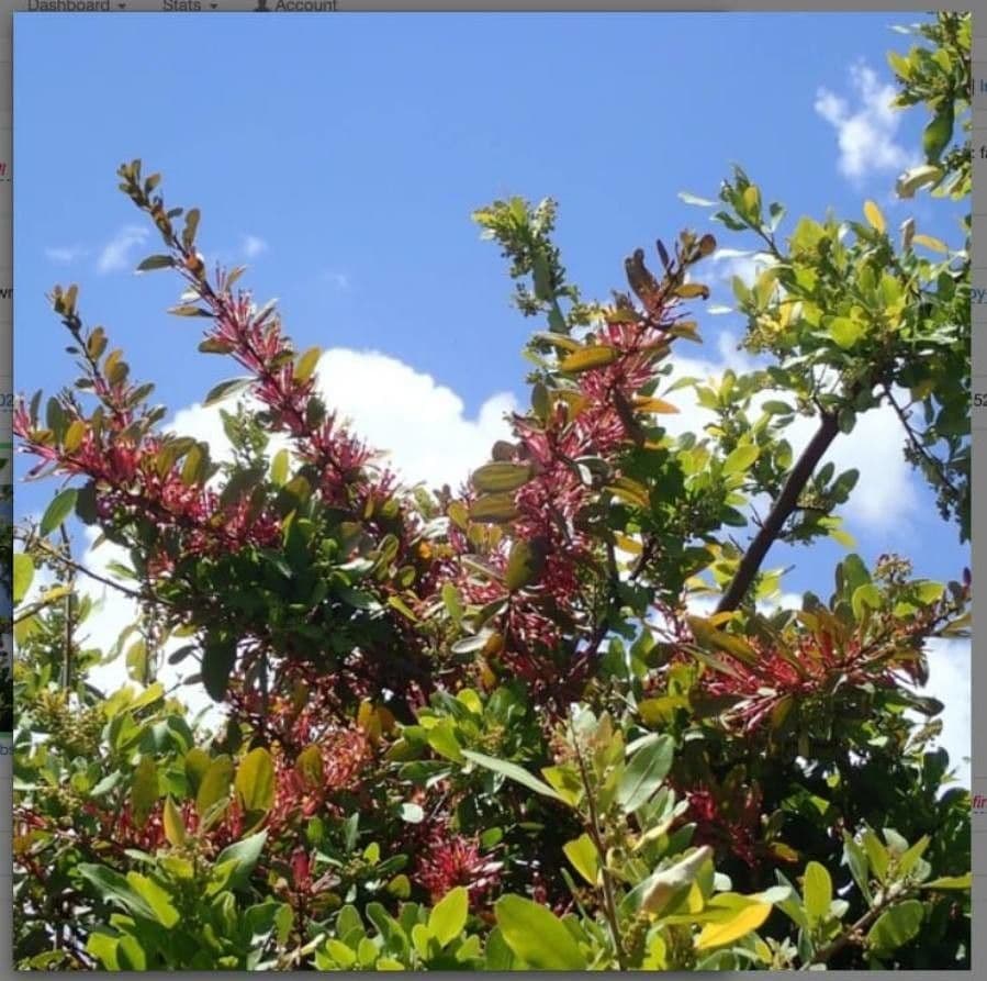 Agelanthus 2