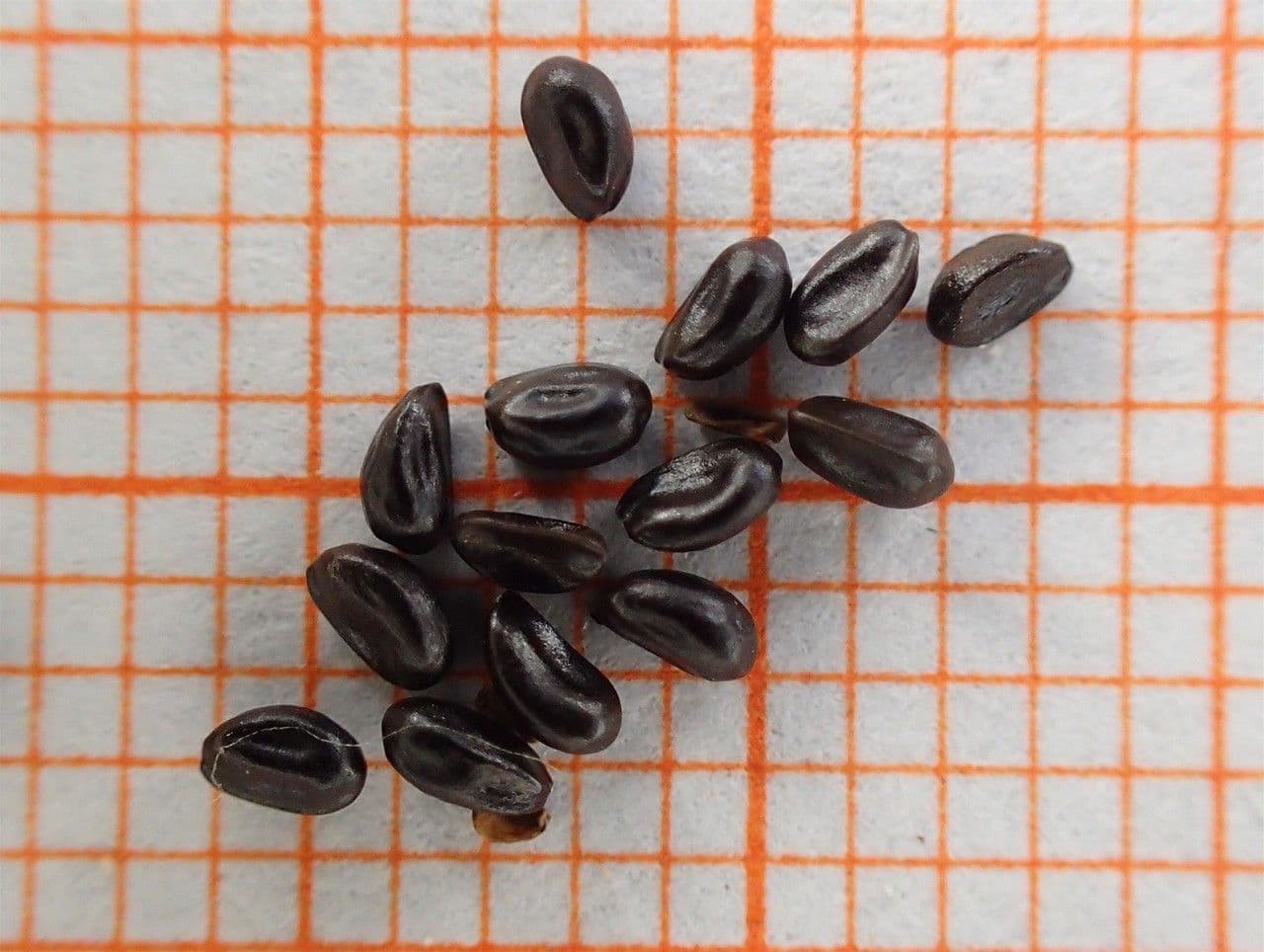 Botton d'oro 30