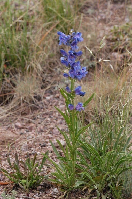 Penstemon 9