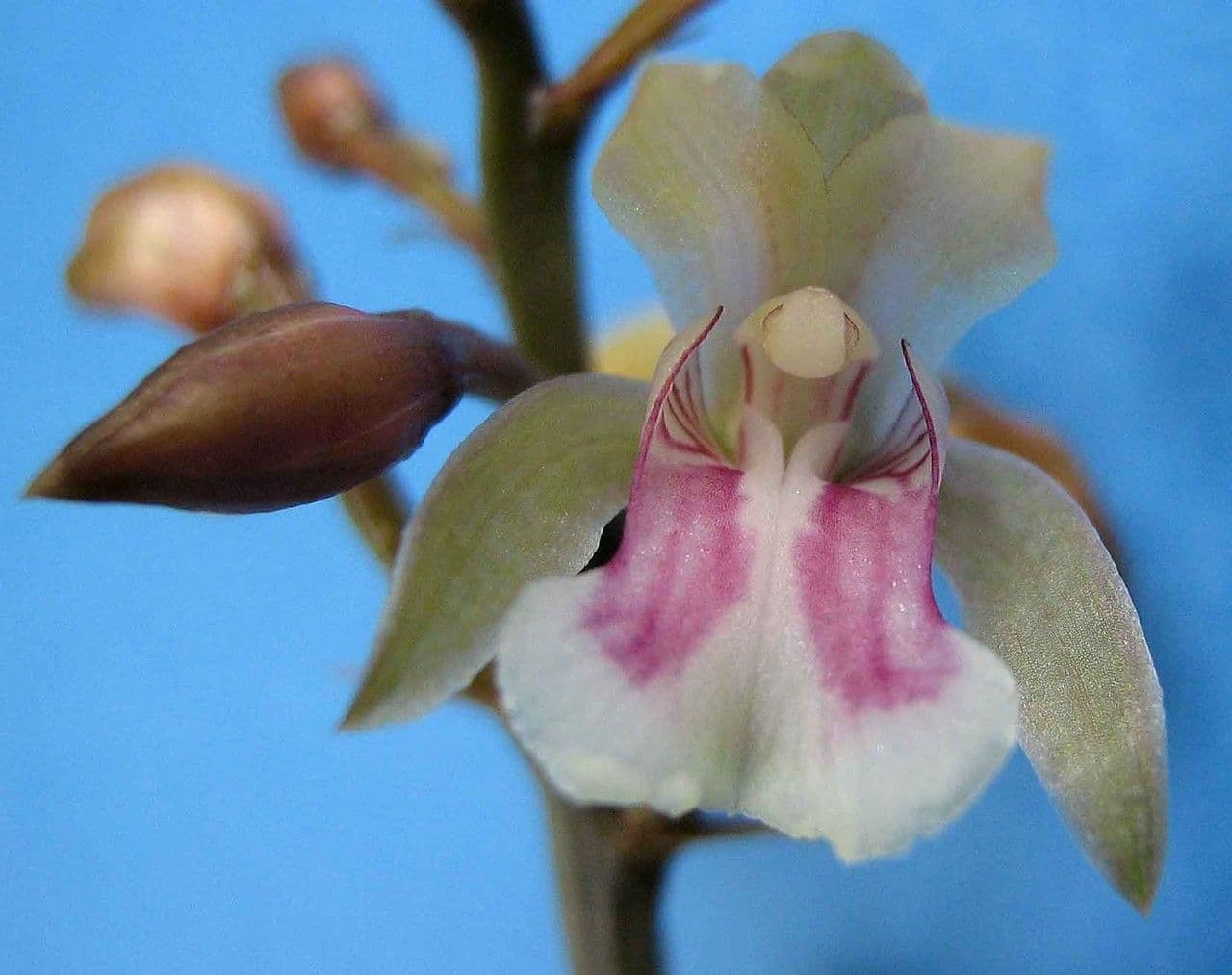 Orchidea monaca 10