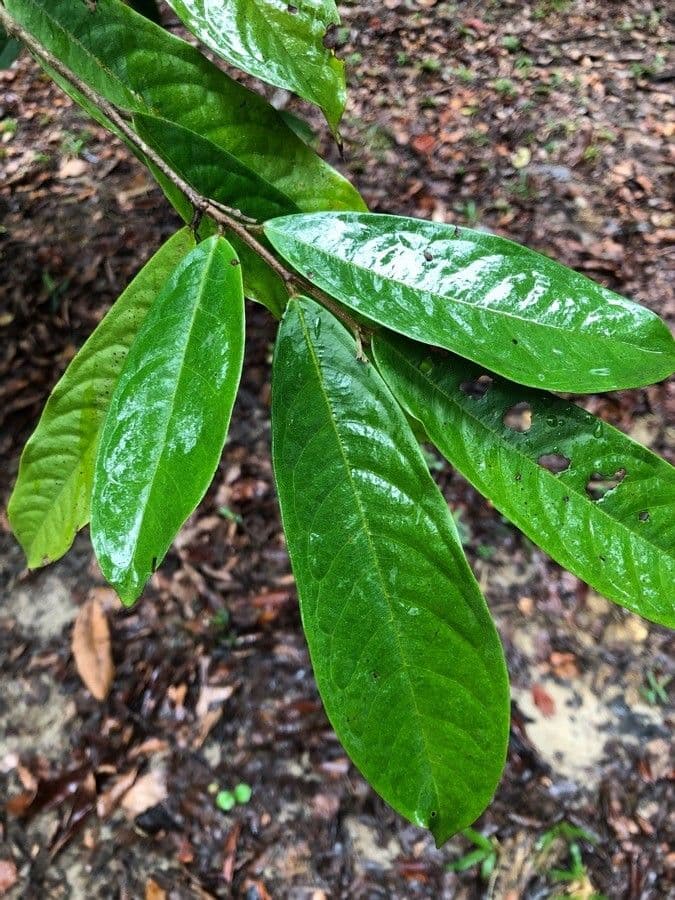 Polyalthia 3