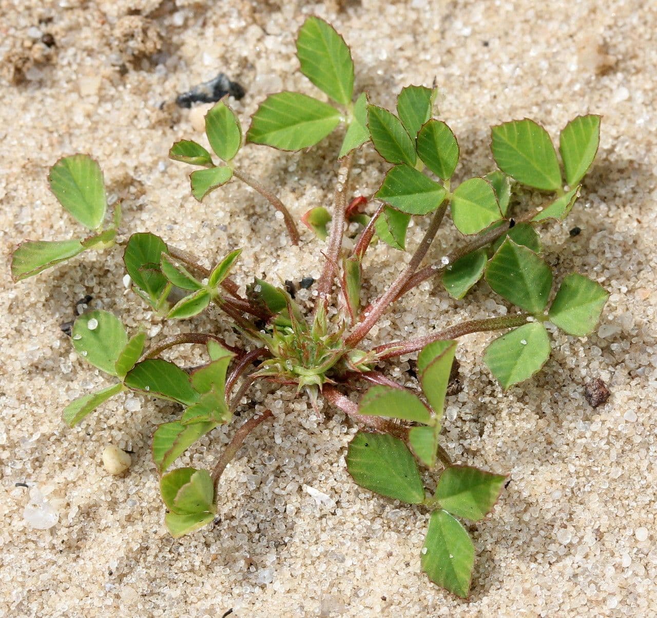 Suffocated Clover