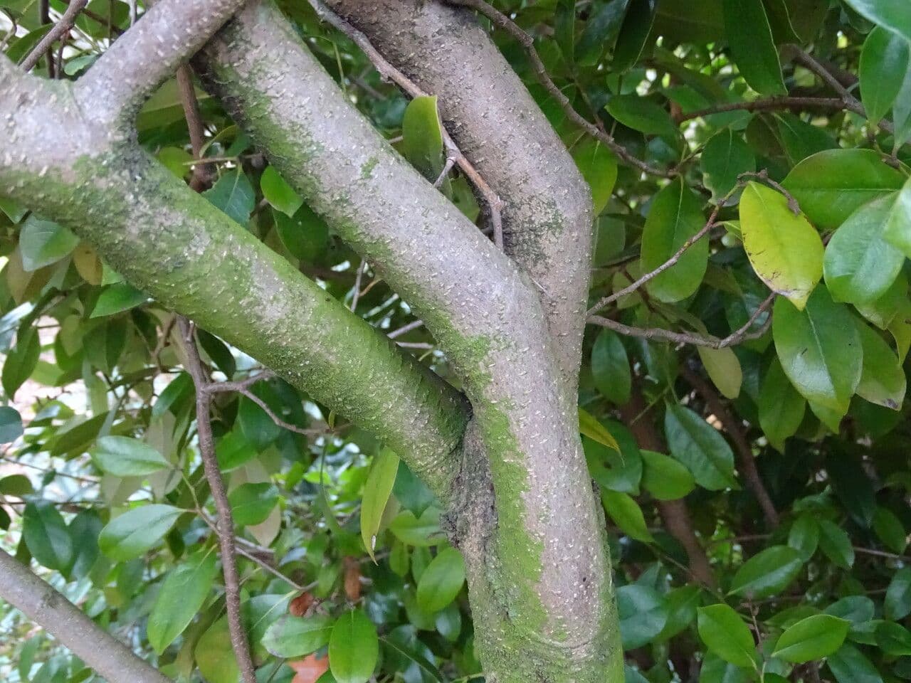 Distylium racemoso 10