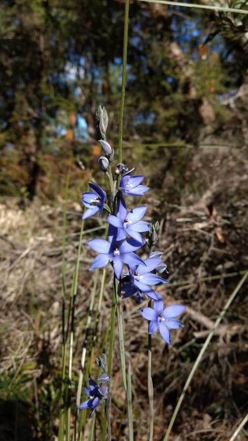 Thelymitra 2