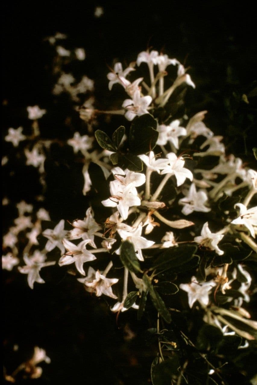 Rododendron 2