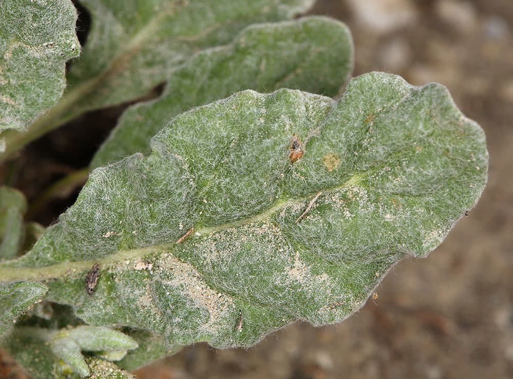 Eriogonum 6