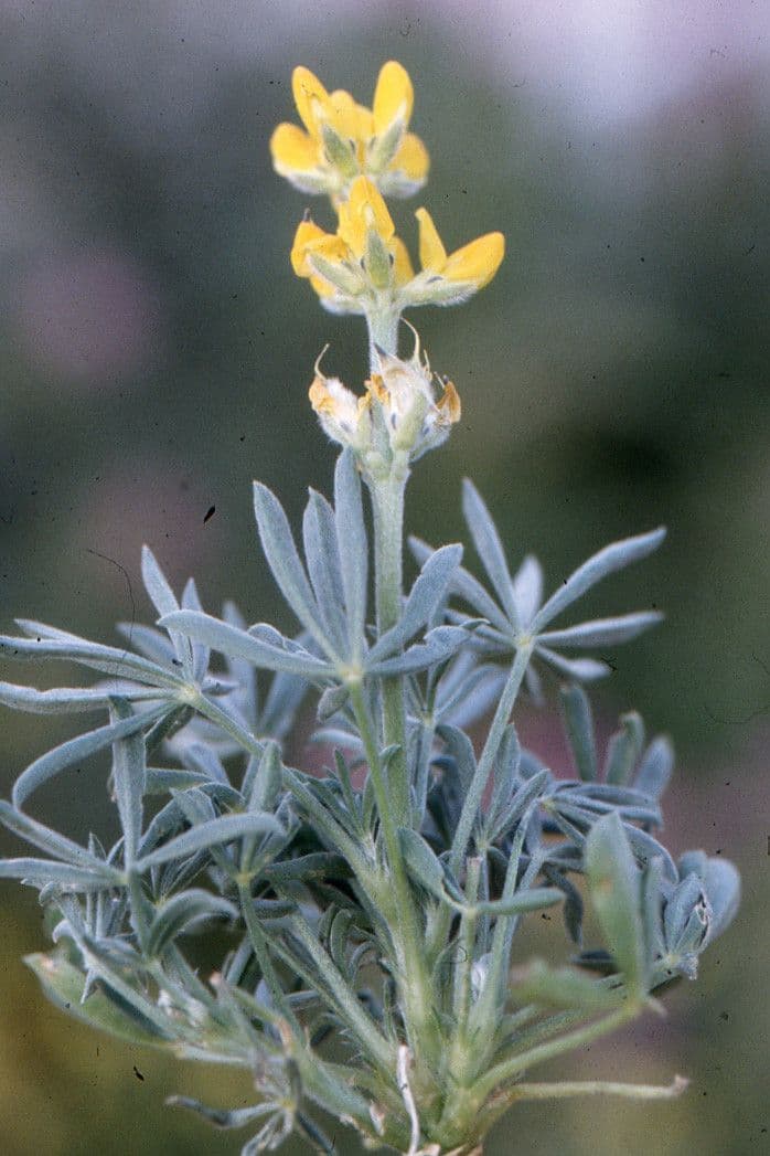 Gelbe Lupine 26