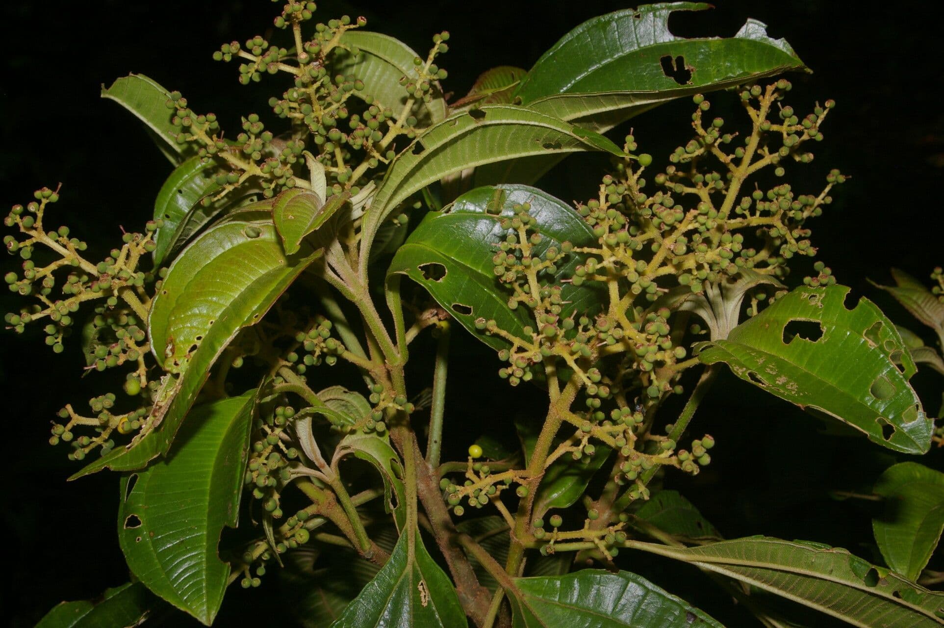 Miconia theizans 8