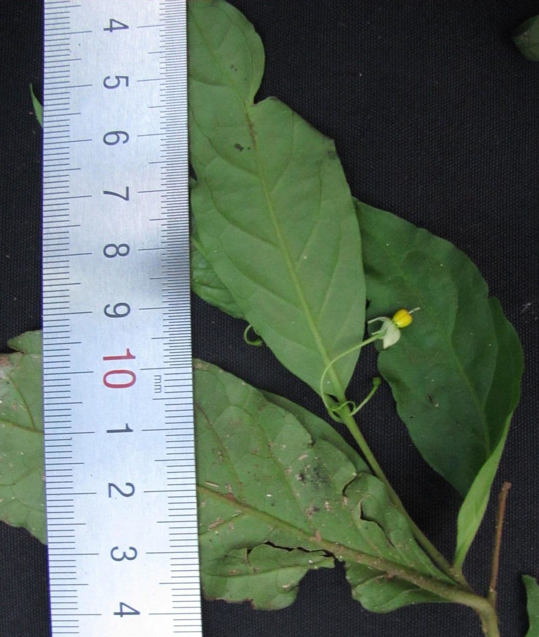 Solanum sufficiente 4