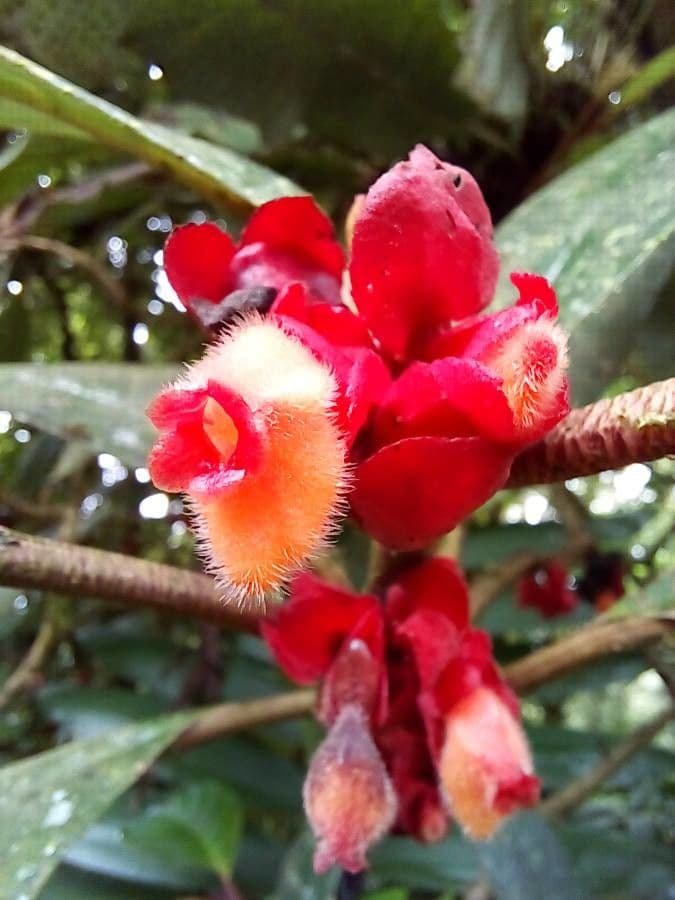 Drymonia coriacea 7