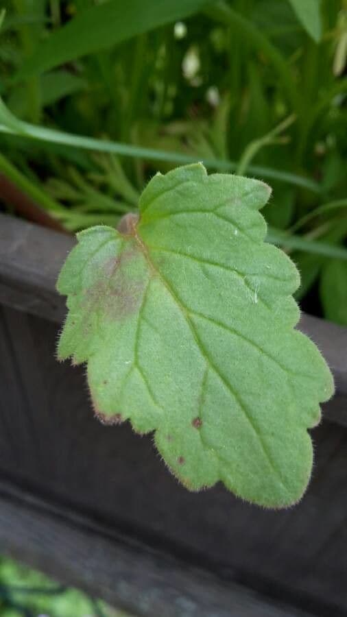 Charlottes Phacelia 12