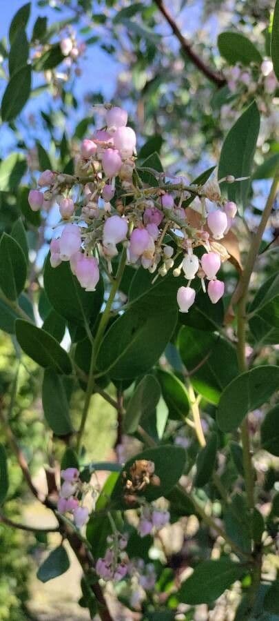 Manzanita 8