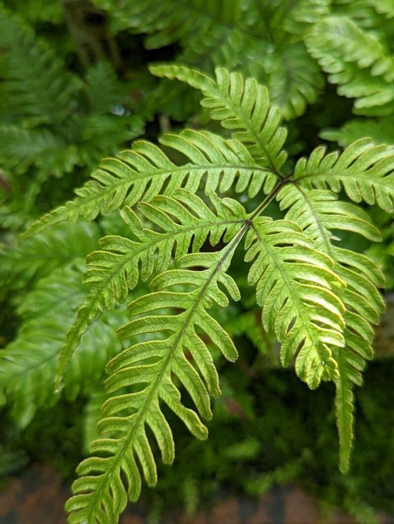 Pteris Greville'a 7